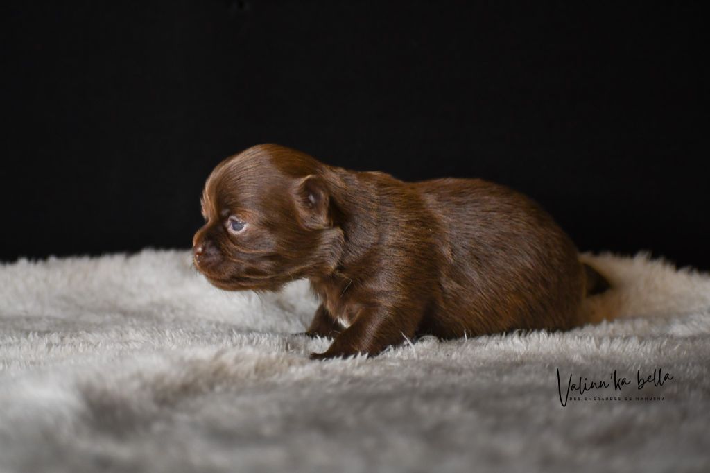 des Emeraudes de Nahusha - Chiot disponible  - Chihuahua