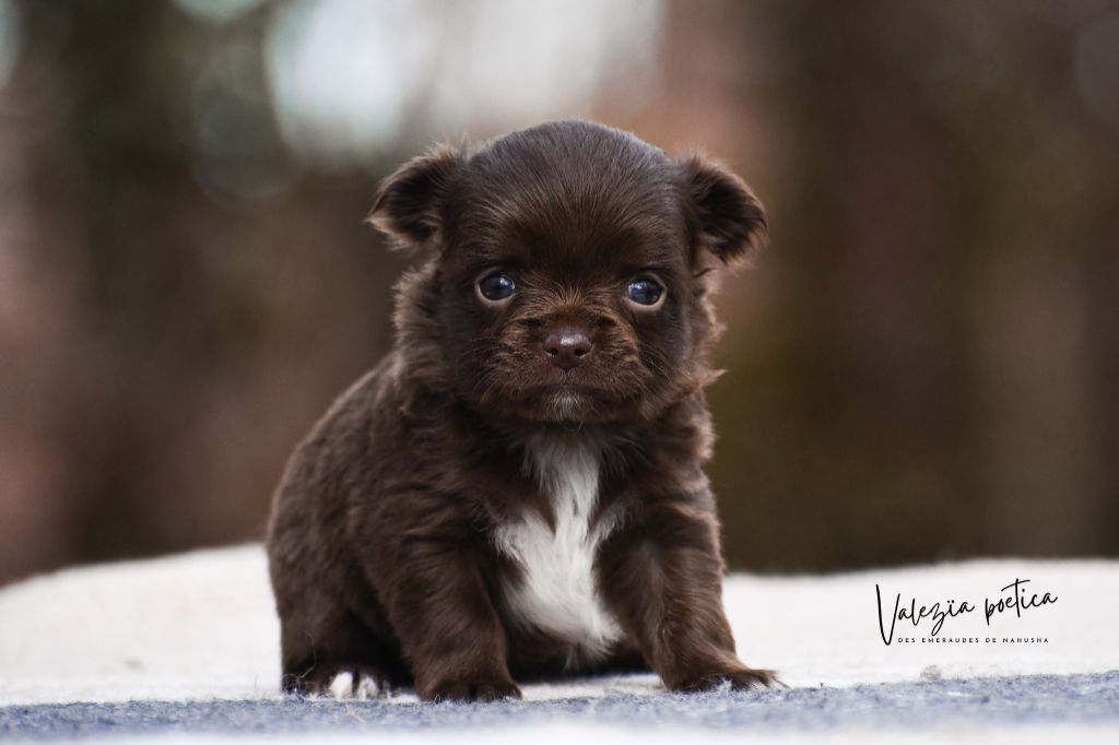 des Emeraudes de Nahusha - Chiot disponible  - Chihuahua