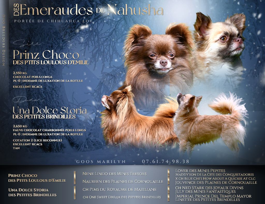 des Emeraudes de Nahusha - Chiot disponible  - Chihuahua