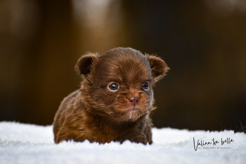 des Emeraudes de Nahusha - Chiot disponible  - Chihuahua