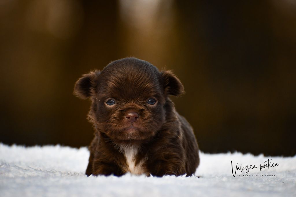 des Emeraudes de Nahusha - Chiot disponible  - Chihuahua