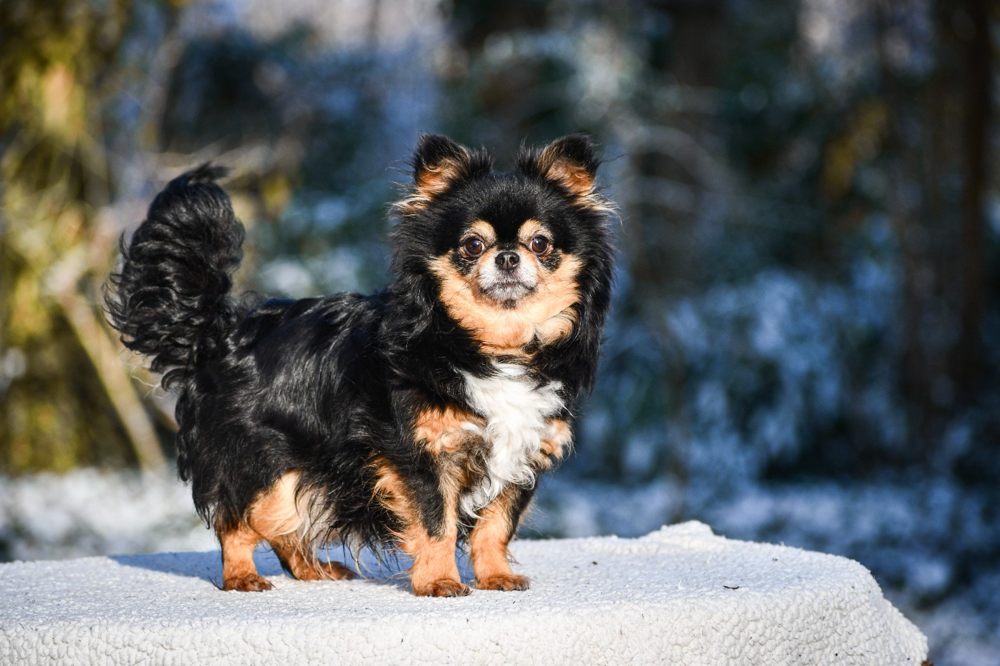 Sherry De La Vallée Des Cèdres Bleus