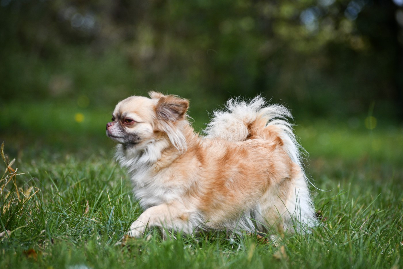 Una dolce storia Des Petites Brindilles