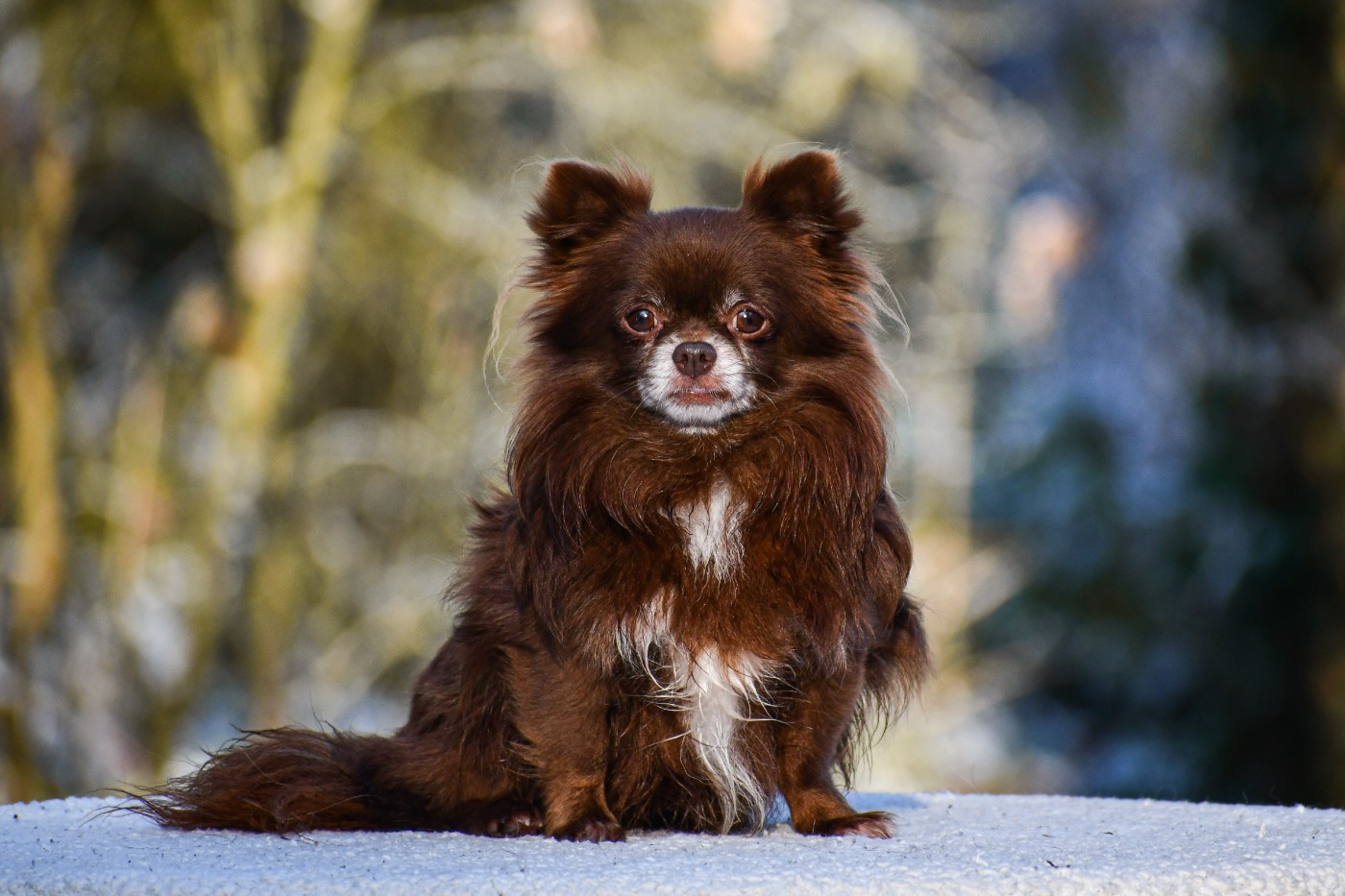 Prinz choco des Ptits Loulous D'emilie