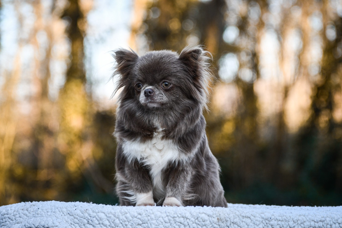 Unity violette Des Pattounes Douces