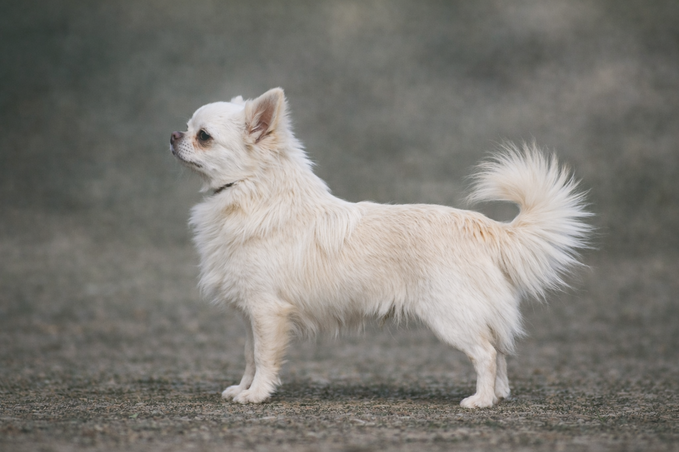 Ultimate al pacino Des Pattounes Douces