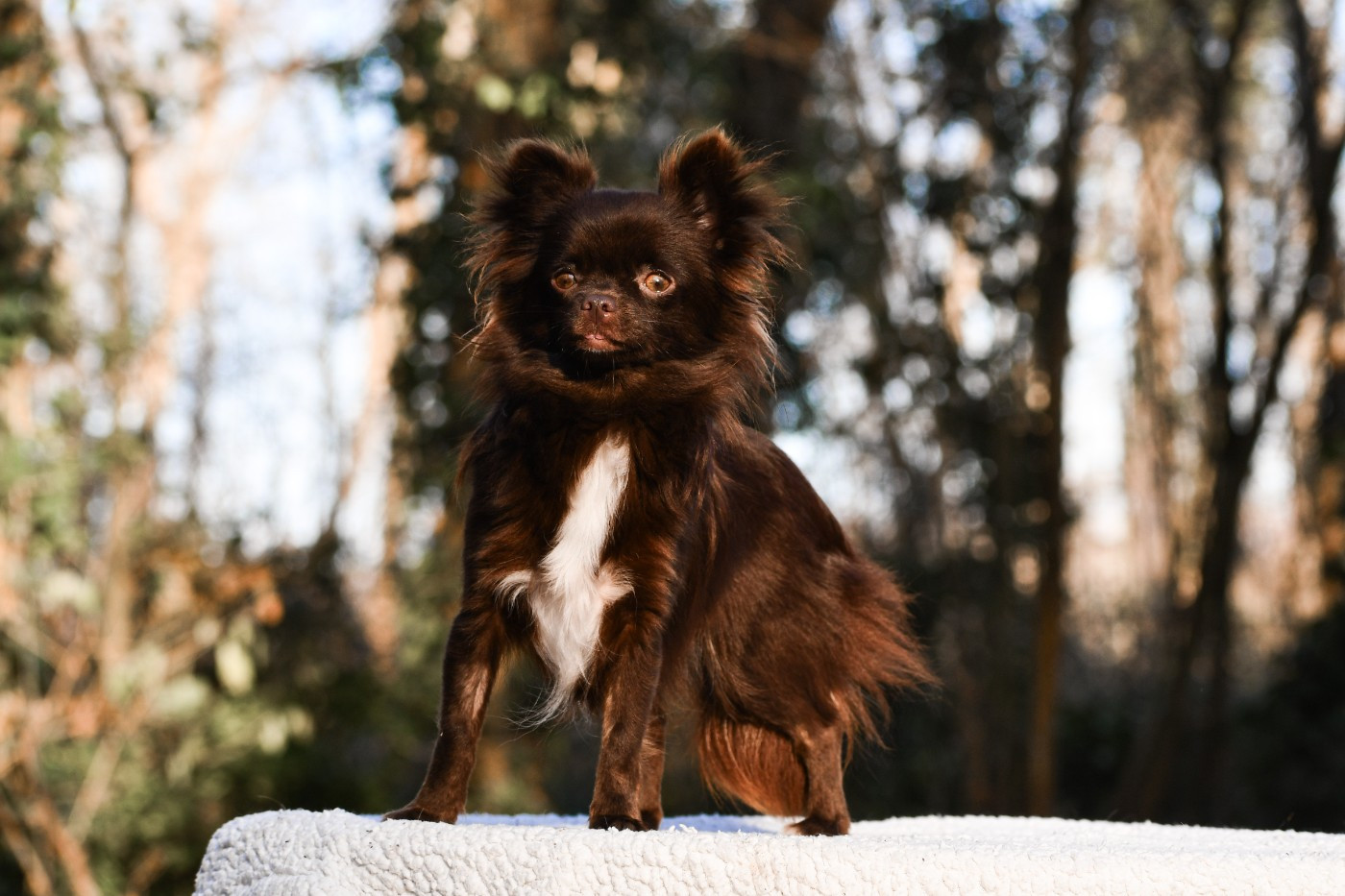 Valezïa poetica des Emeraudes de Nahusha