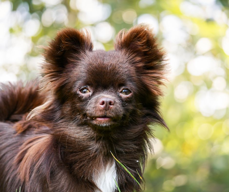 Valezïa poetica des Emeraudes de Nahusha