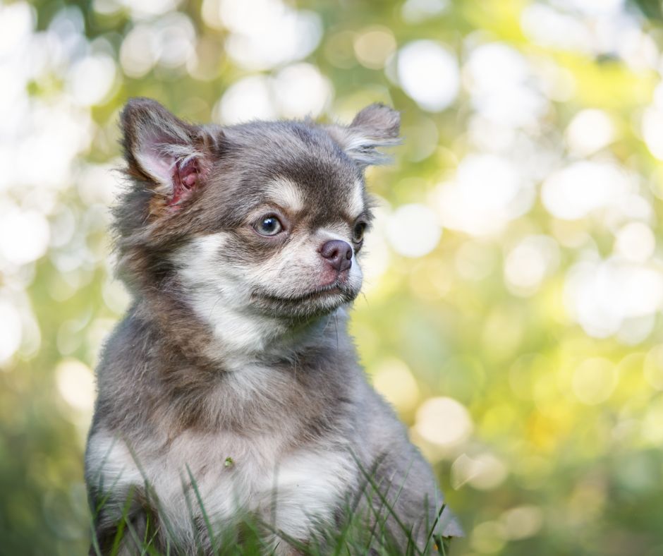 Arizonah montezuma des Emeraudes de Nahusha