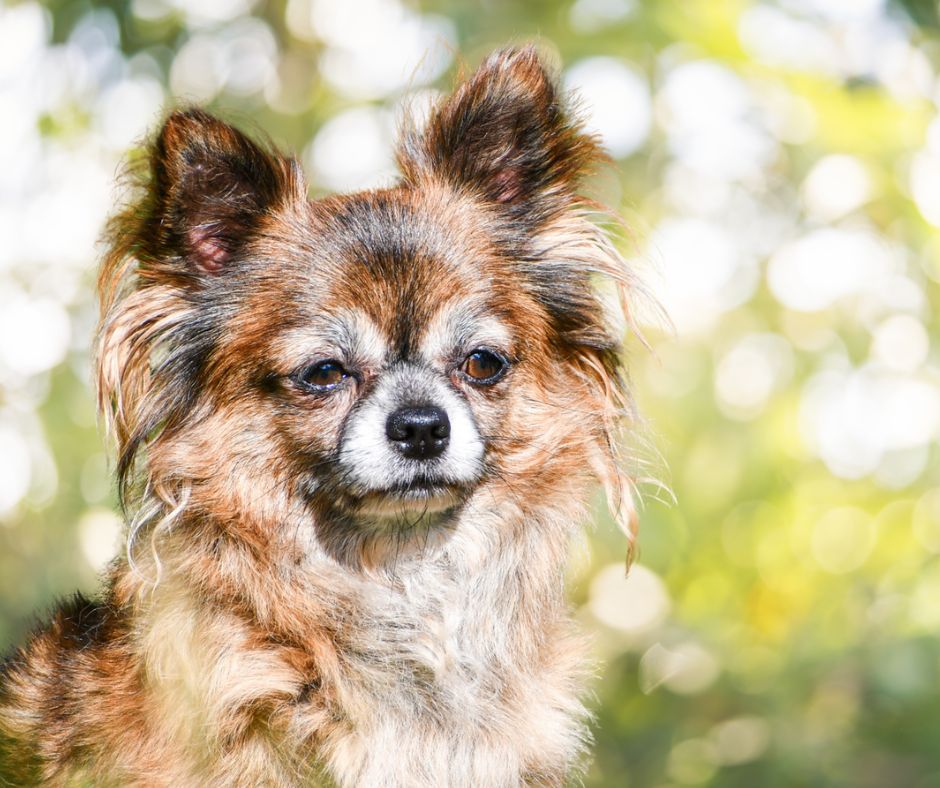 Phreya Du Clan Vemundr