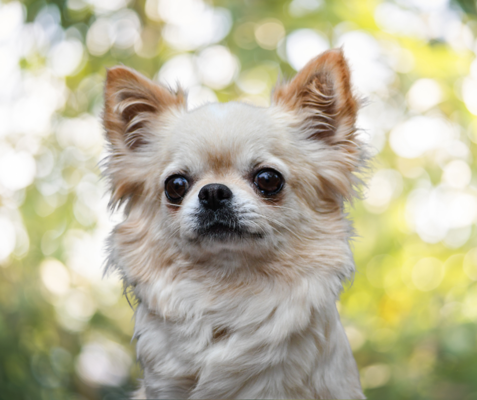 Save The Last Dance Des Etoiles D'Artemis