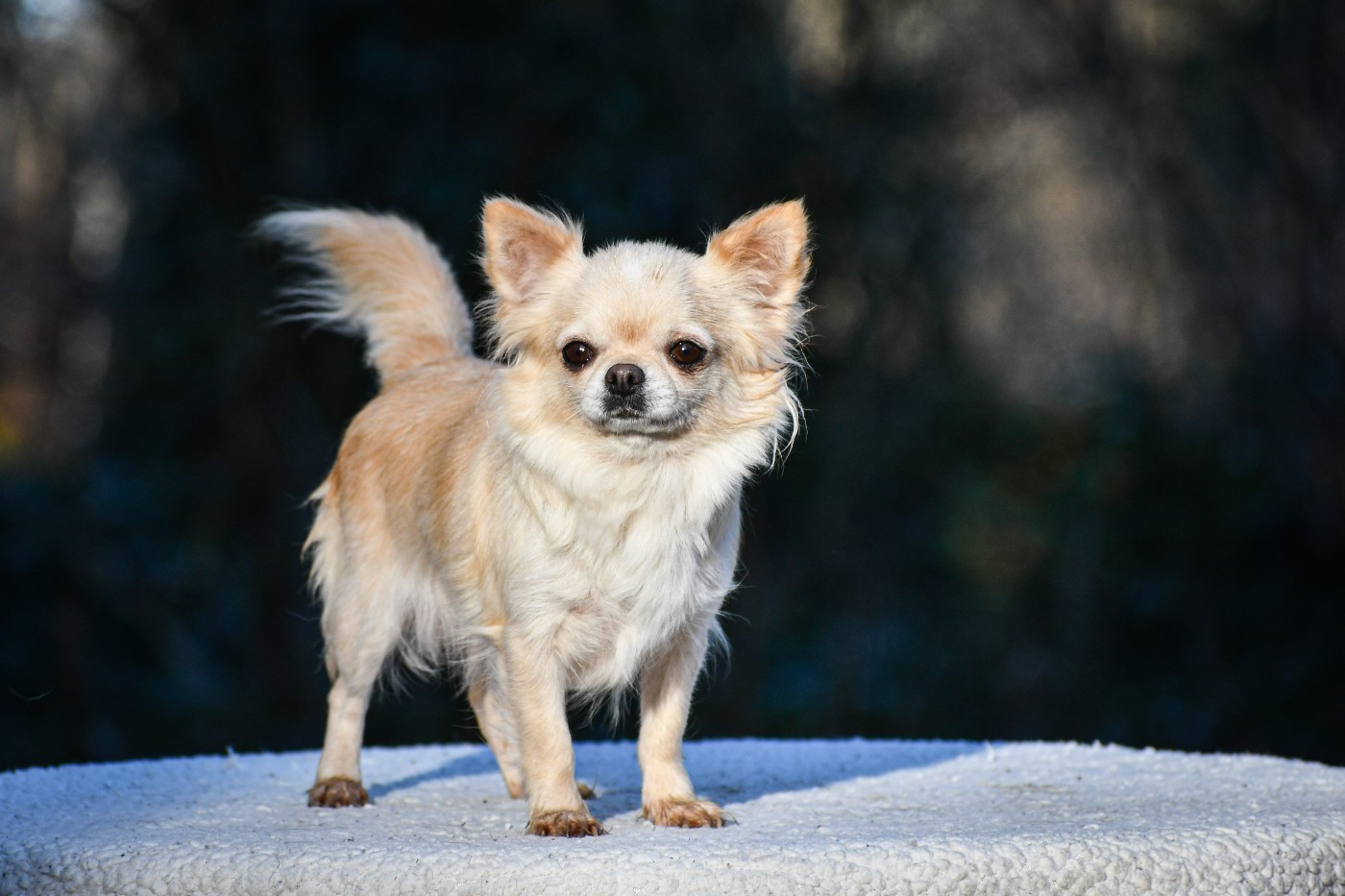 Save The Last Dance Des Etoiles D'Artemis