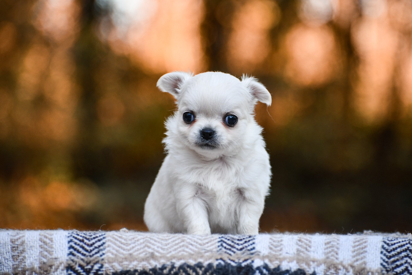 Amarok des Emeraudes de Nahusha