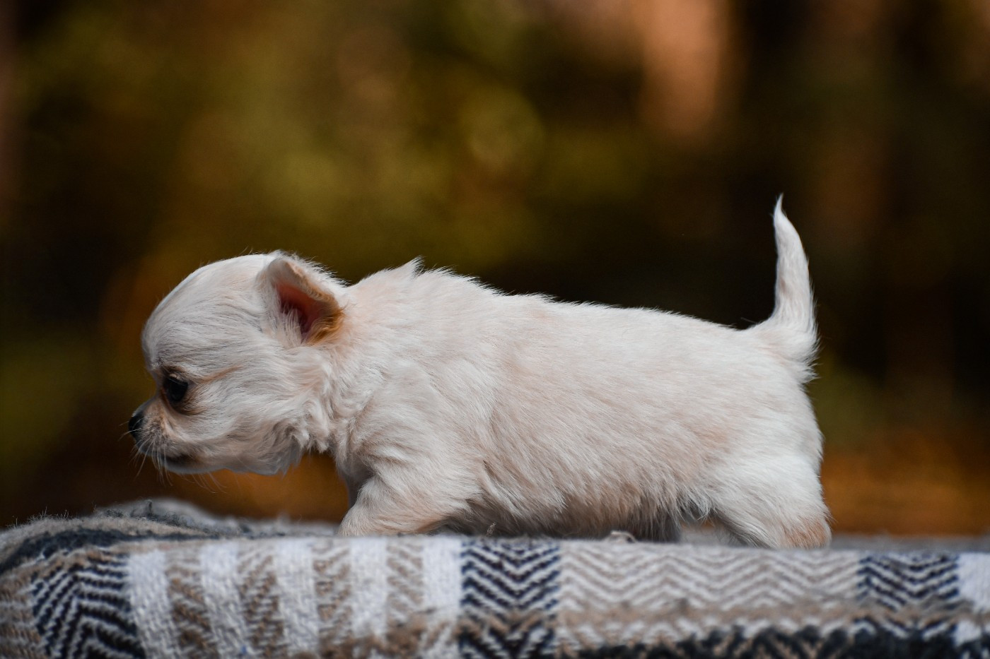 Ashokan des Emeraudes de Nahusha