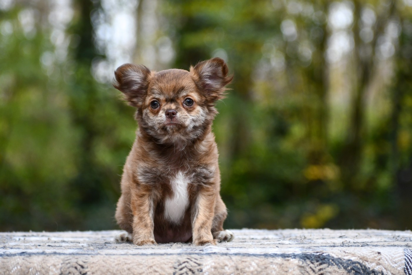 Amalkah des Emeraudes de Nahusha