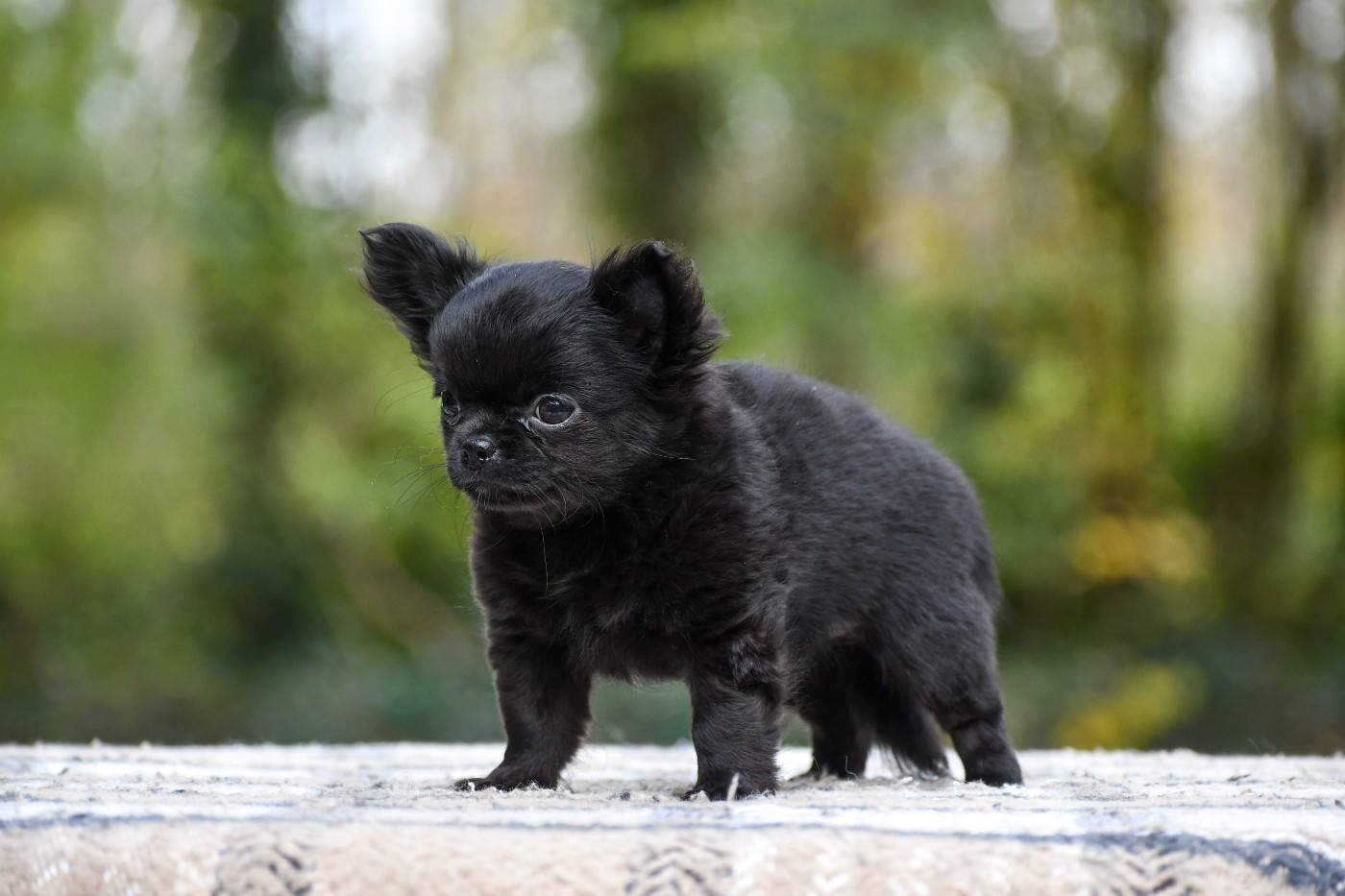 Alhissah des Emeraudes de Nahusha