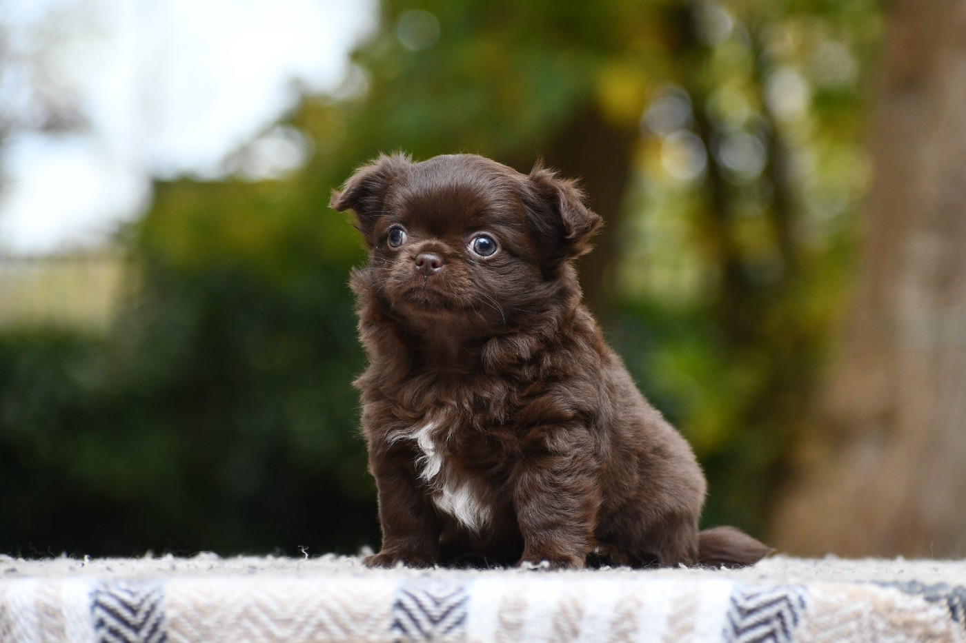 Akeelah des Emeraudes de Nahusha
