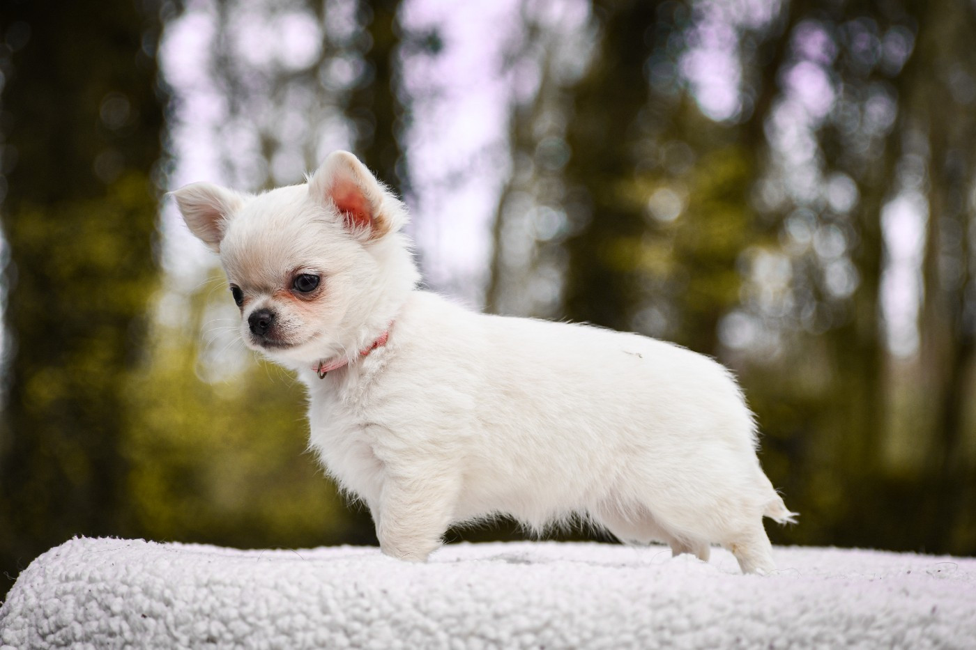 Alhoa des Emeraudes de Nahusha