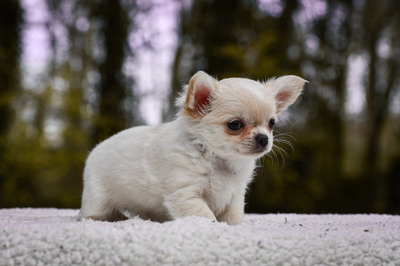 Athena Zoe des Emeraudes de Nahusha