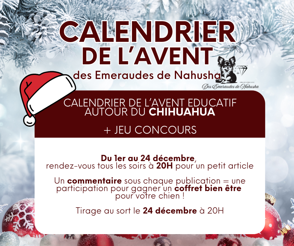 Calendrier de l'Avent du Chihuahua