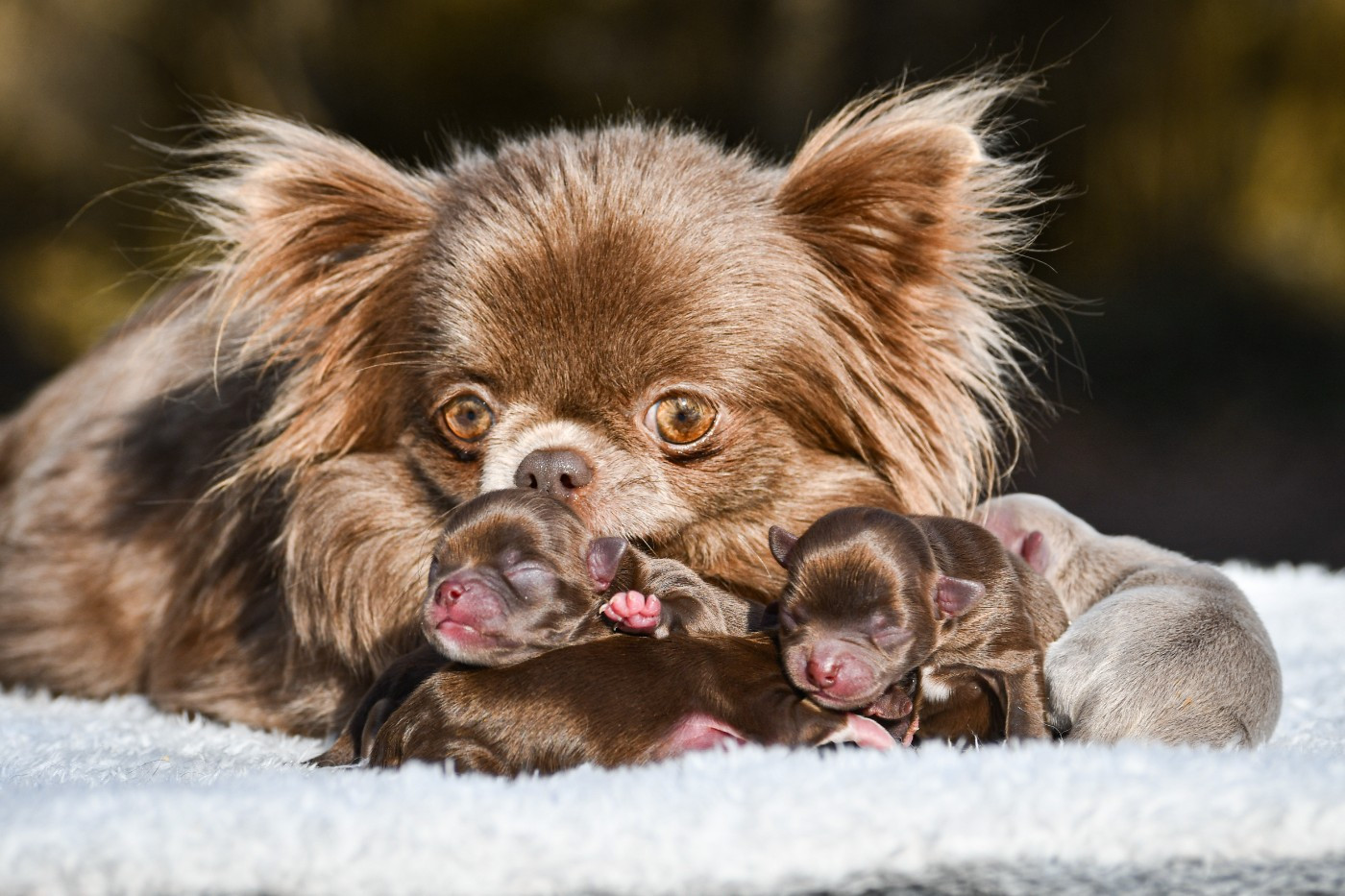Naissance à l'élevage !