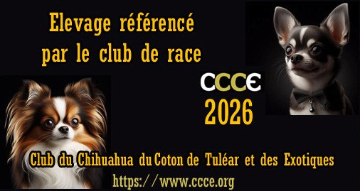 Elevage référencé par le club de race 2026