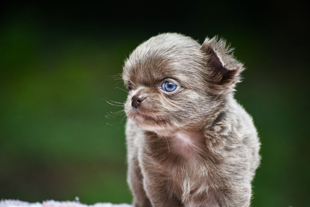 des Emeraudes de Nahusha - Chiots disponibles - Chihuahua
