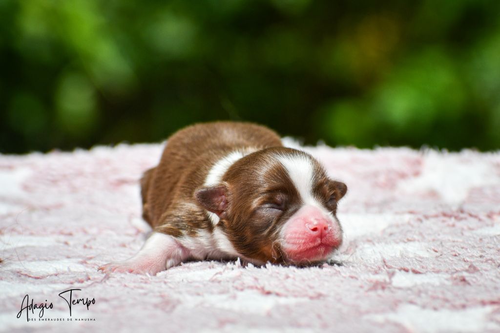 des Emeraudes de Nahusha - Chiots disponibles - Chihuahua