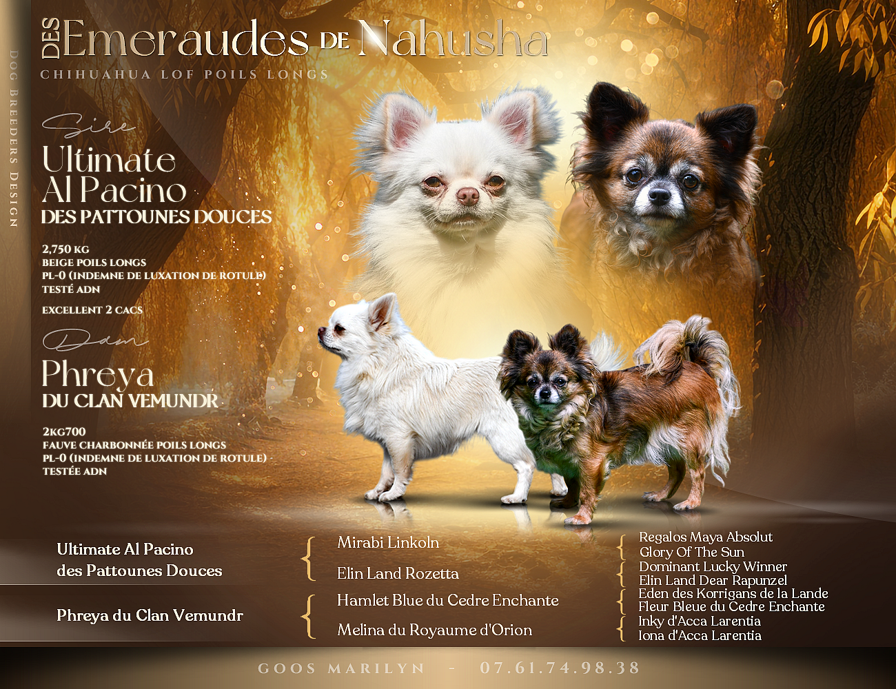 des Emeraudes de Nahusha - Chihuahua - Portée née le 20/10/2025