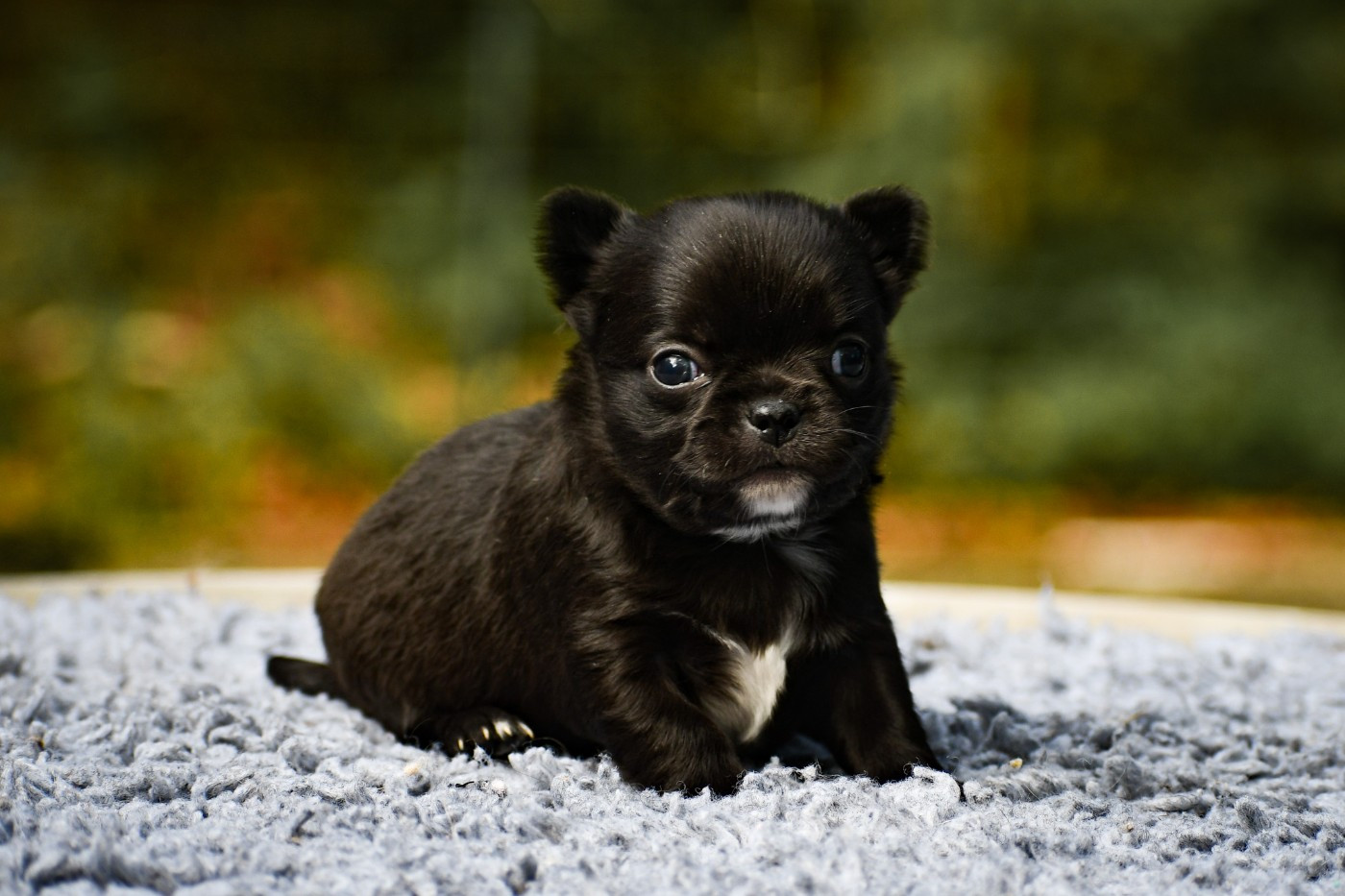 des Emeraudes de Nahusha - Chiots disponibles - Chihuahua