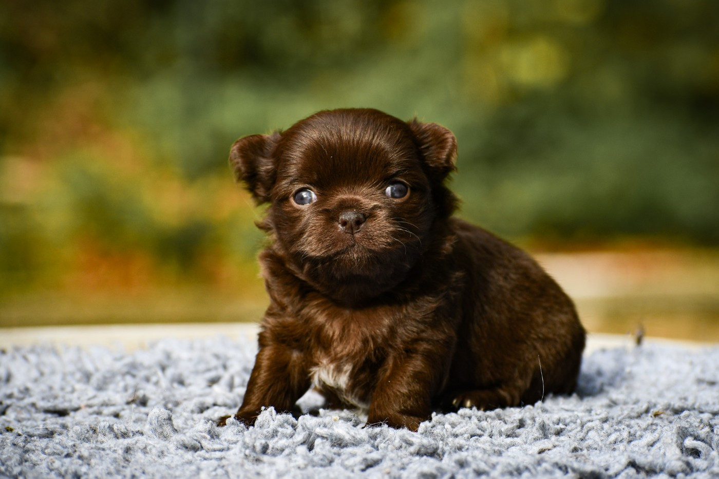 des Emeraudes de Nahusha - Chiots disponibles - Chihuahua
