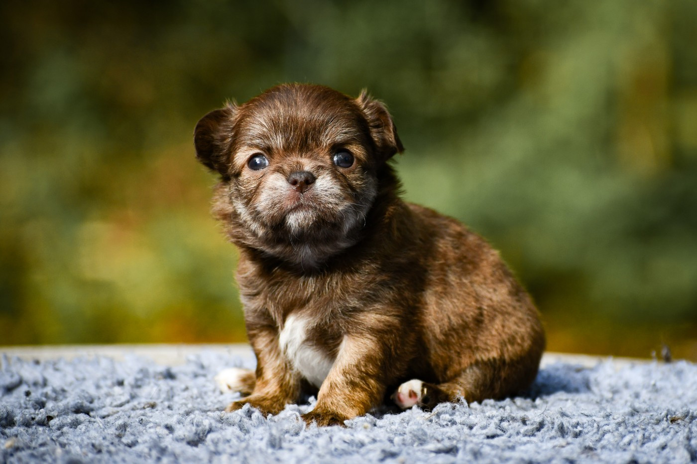 des Emeraudes de Nahusha - Chiots disponibles - Chihuahua