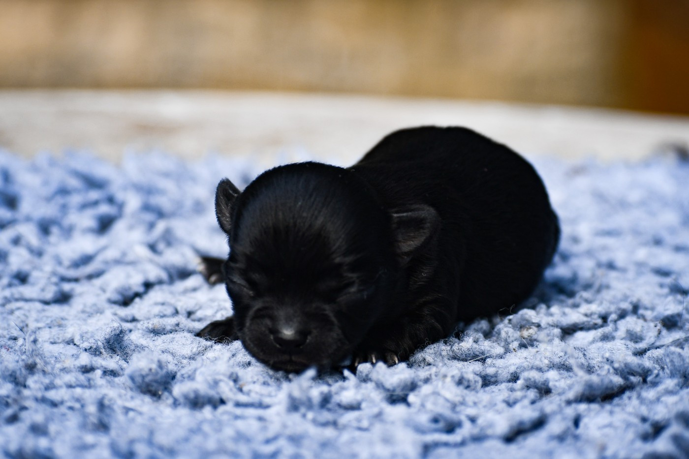 des Emeraudes de Nahusha - Chiots disponibles - Chihuahua