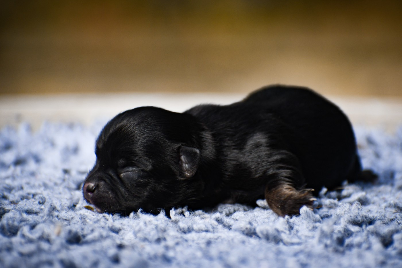 des Emeraudes de Nahusha - Chiots disponibles - Chihuahua