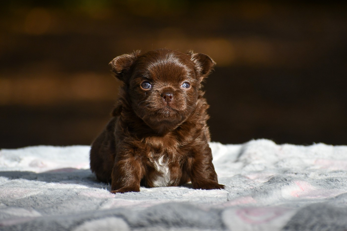 des Emeraudes de Nahusha - Chiots disponibles - Chihuahua