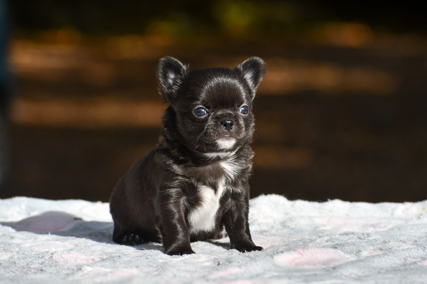 des Emeraudes de Nahusha - Chiots disponibles - Chihuahua