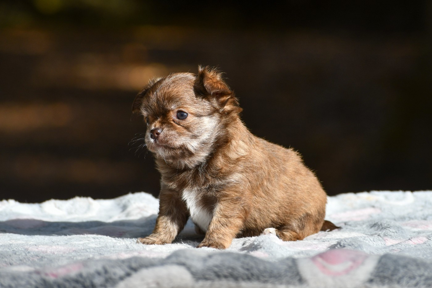 des Emeraudes de Nahusha - Chiots disponibles - Chihuahua
