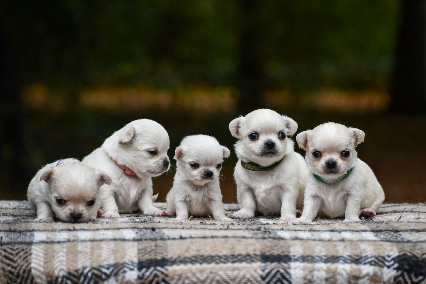 Chiot Chihuahua des Emeraudes de Nahusha
