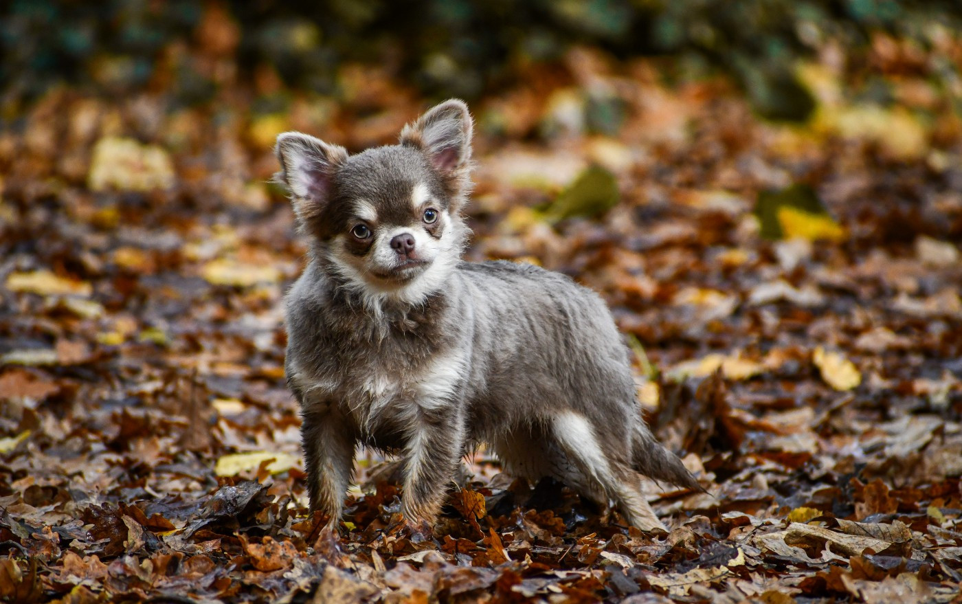 des Emeraudes de Nahusha - Chiots disponibles - Chihuahua
