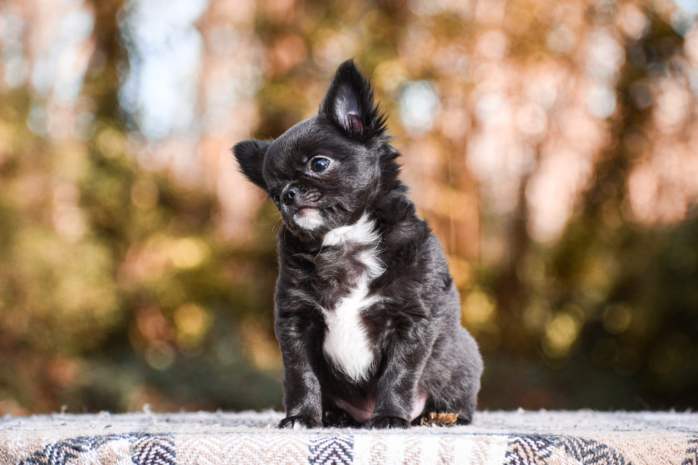 des Emeraudes de Nahusha - Chiots disponibles - Chihuahua