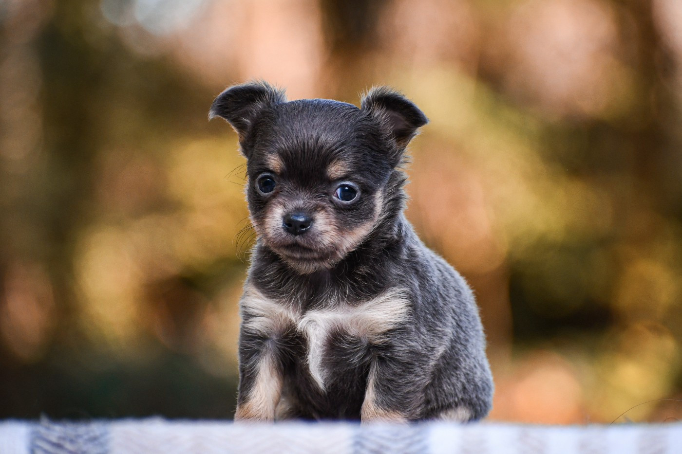 des Emeraudes de Nahusha - Chiots disponibles - Chihuahua