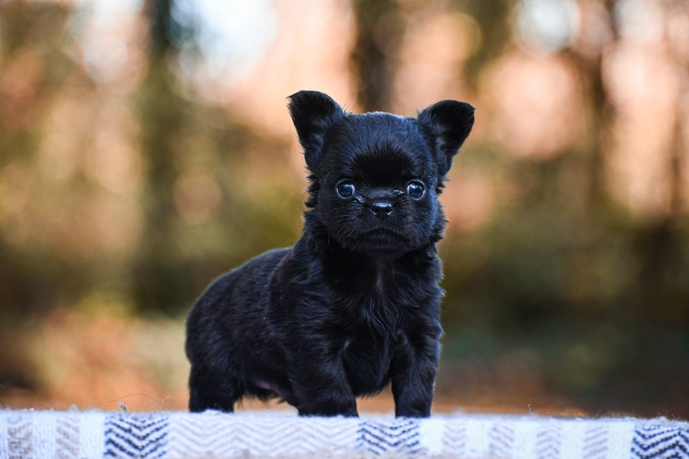 des Emeraudes de Nahusha - Chiots disponibles - Chihuahua
