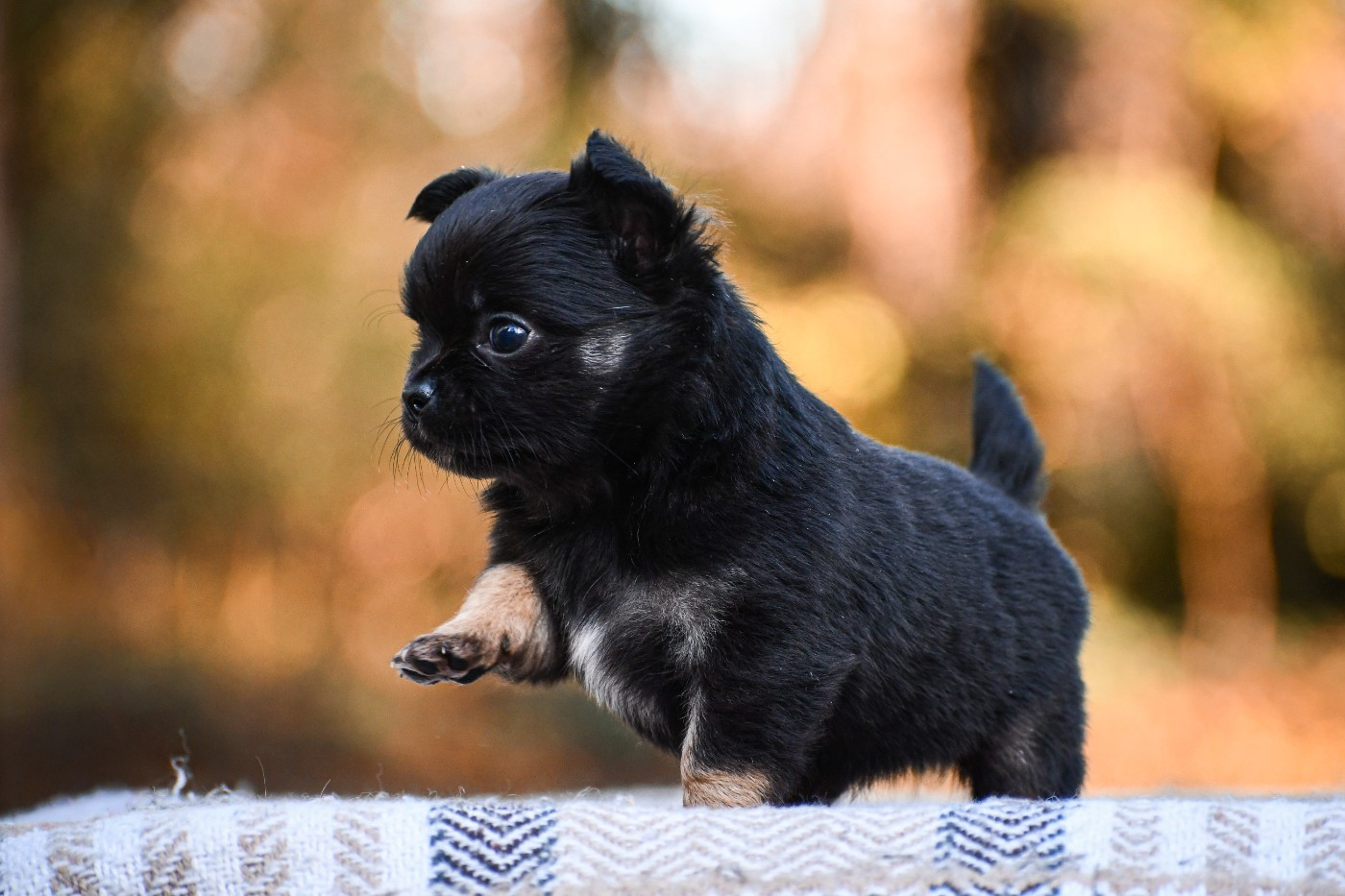 des Emeraudes de Nahusha - Chiots disponibles - Chihuahua