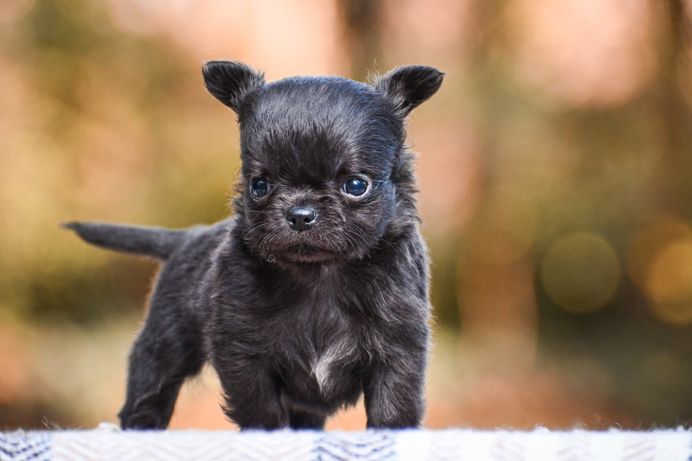 des Emeraudes de Nahusha - Chiots disponibles - Chihuahua