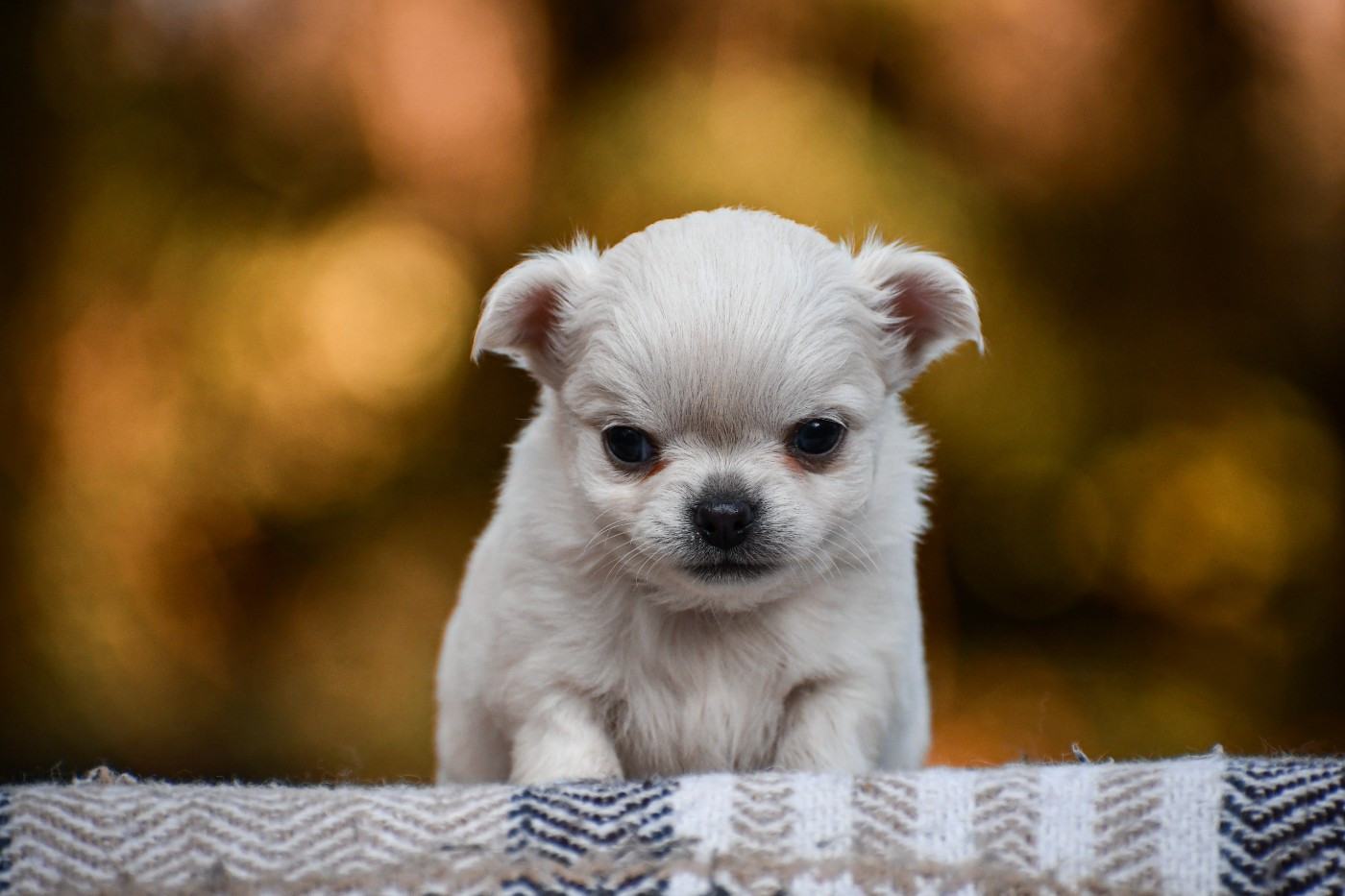 des Emeraudes de Nahusha - Chiots disponibles - Chihuahua