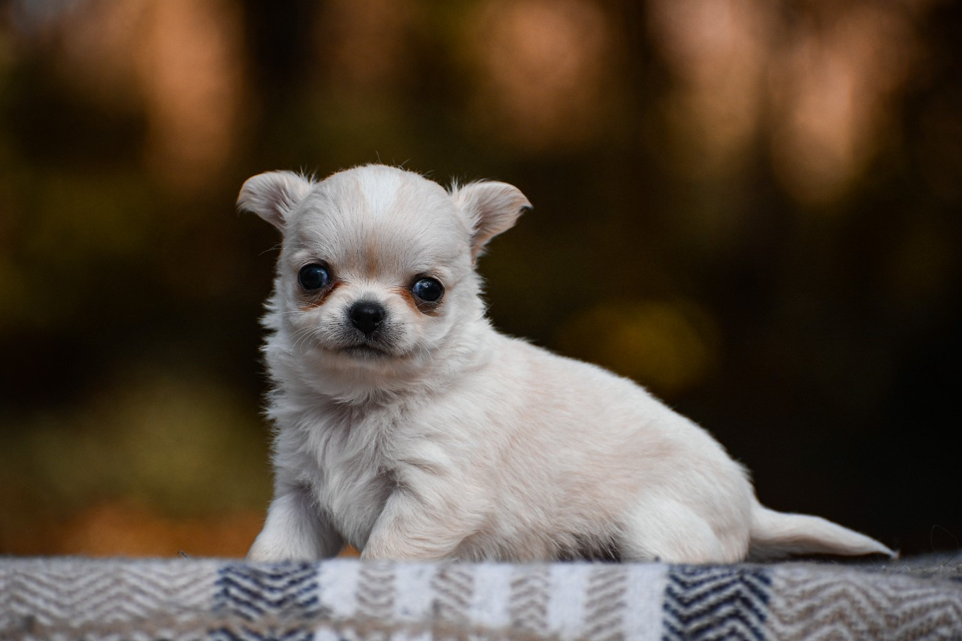 des Emeraudes de Nahusha - Chiots disponibles - Chihuahua