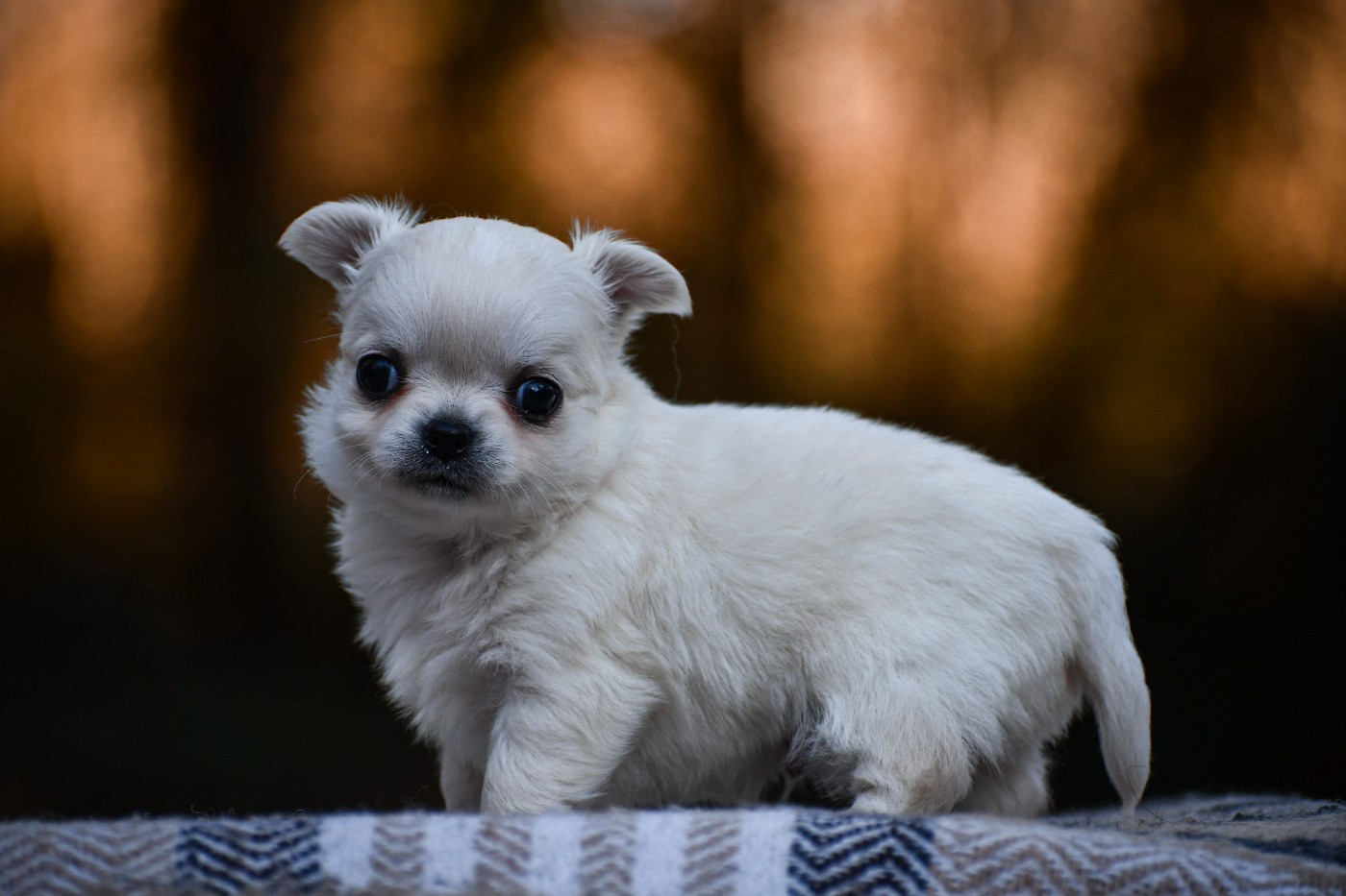 des Emeraudes de Nahusha - Chiots disponibles - Chihuahua