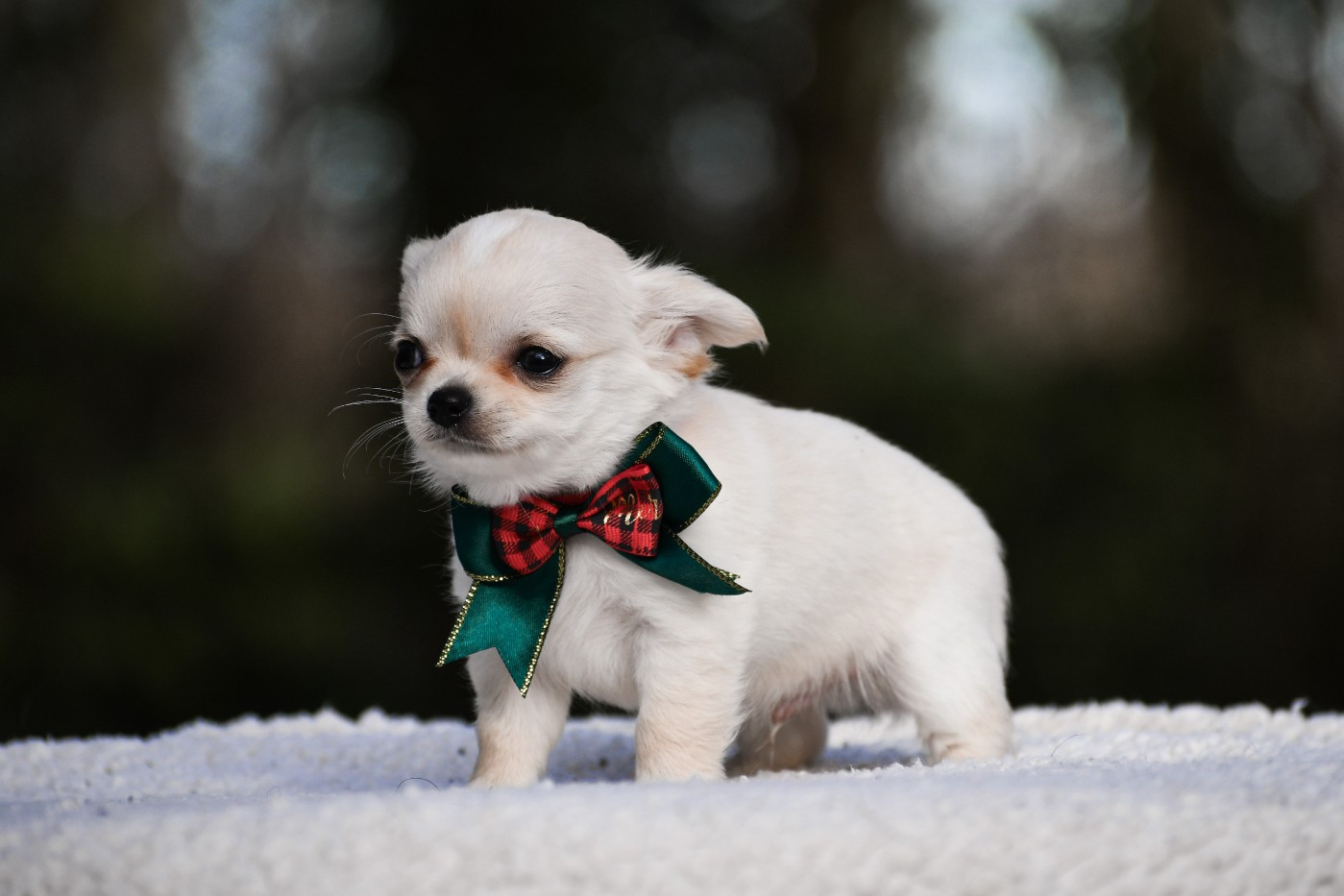 des Emeraudes de Nahusha - Chiots disponibles - Chihuahua