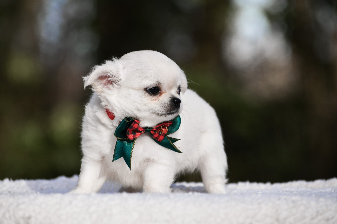 des Emeraudes de Nahusha - Chiots disponibles - Chihuahua