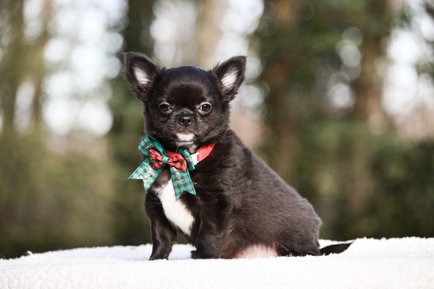 des Emeraudes de Nahusha - Chiots disponibles - Chihuahua